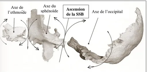 Figure 11 : Axes et mobilité des os impairs lors de la flexion crânienne  58 . 