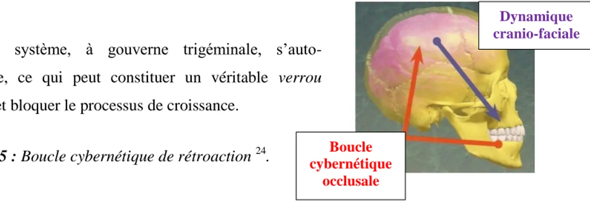 Figure 25 : Boucle cybernétique de rétroaction  24 . 