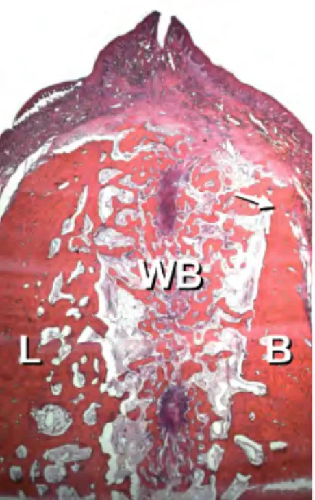 Figure 8 : Coupe histologique d’une  alvéole réalisée chez le chien après 4  semaines de cicatrisation