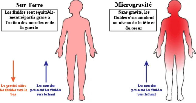 Figure 5 : La répartition des fluides corporels en microgravité  Image tiré de du site internet de « Arizona State University » (22) 