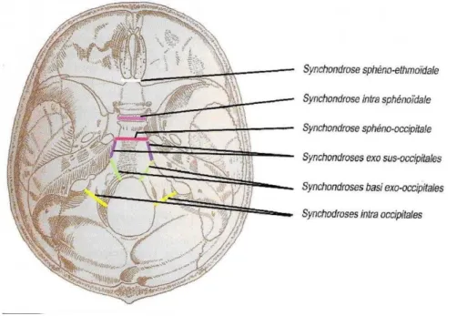 Figure 1 : localisation des synchondroses transversales de la base du crâne 