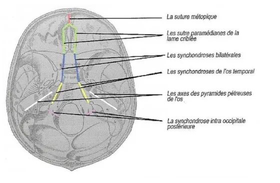 Figure 2 : localisation des synchondroses sagittales de la base du crâne 
