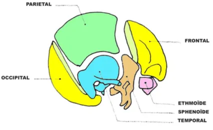 Figure 3 : Schéma de la voûte crânienne 