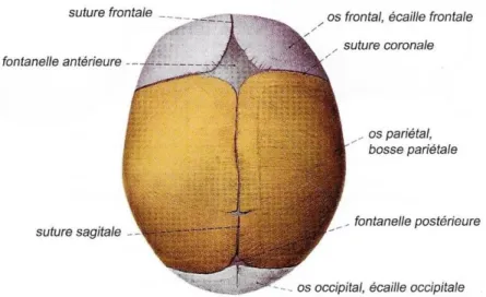 Figure 4 : Sutures et fontanelles de la voûte crânienne 