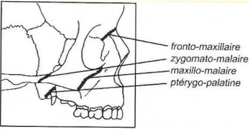 Figure 6 : Sutures du massif facial 