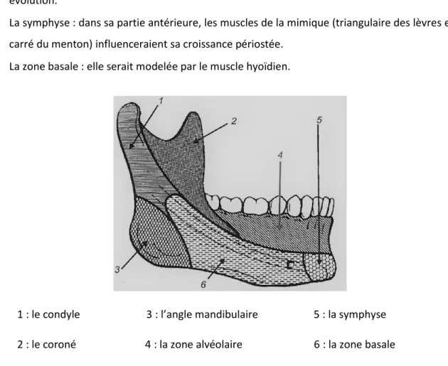 Figure 9 : Schéma des six unités micro-squelettiques de la mandibule 