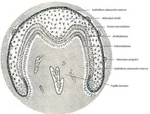 Figure 3 : Stade Cloche  10