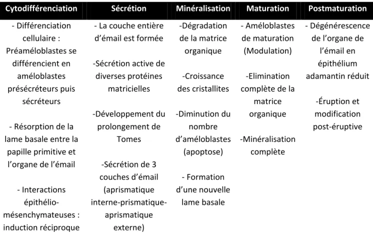 Tableau 1 : Caractéristiques importantes de chaque étape de l’amélogenèse  18