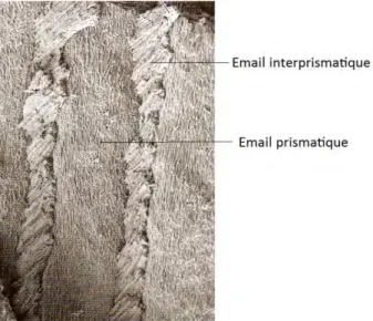 Figure 7 : Email prismatique et interprismatique, orientation différente des cristaux  66