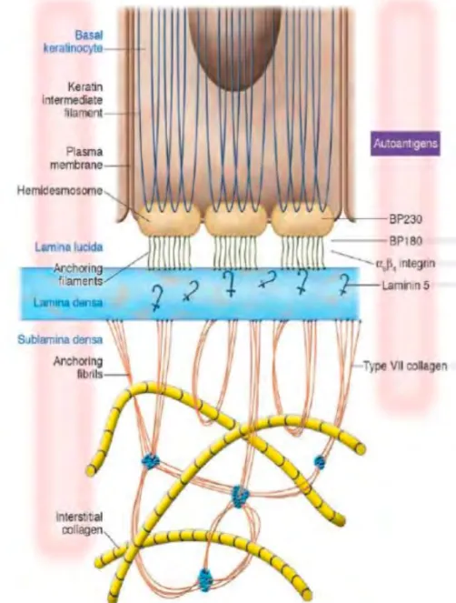 Figure	
  3	
  Modèle	
  schématique	
  de	
  la	
  membrane	
  basale	
  épidermique.	
  Cible	
  de	
  la	
  pemphigoïde	
  
