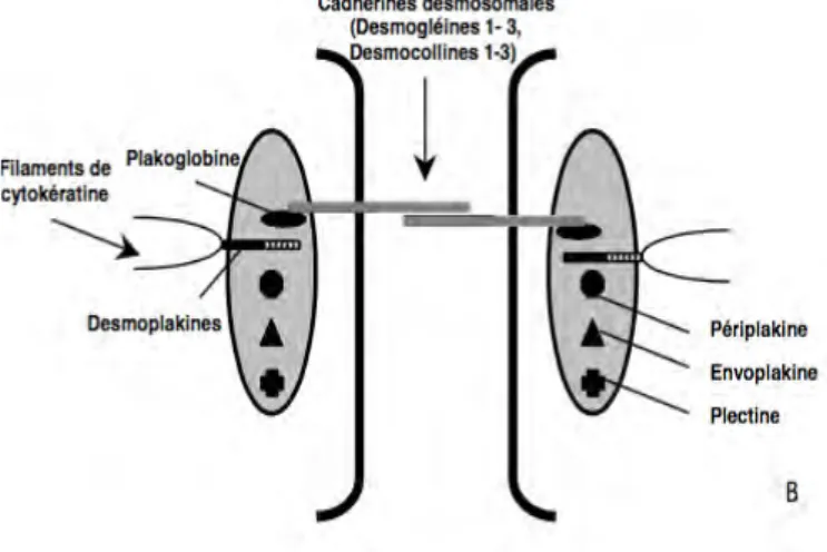 Figure	
  5	
  Représentation	
  schématique	
  d’une	
  jonction	
  intercellulaire	
  de	
  Kératinocyte	
  par	
  