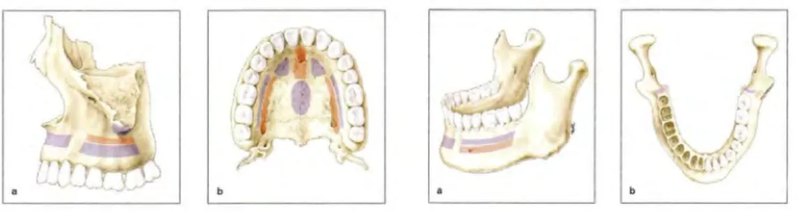 Figure 19: zones de sécurité en violet, Lee et al. (80) 