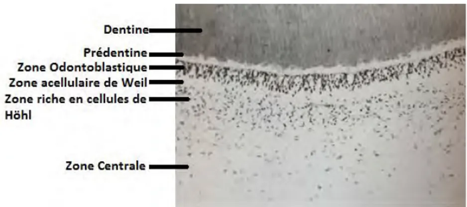 Figure 6 : Coupe histologique du complexe dentino-pulpaire (5).  