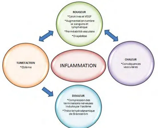 Figure 15 : 4 signes cardinaux de l’inflammation. VEGF : Facteur de croissance vasculaire