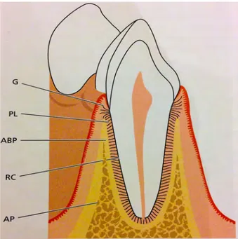 Figure	
  3	
  :	
  Complexe	
  dento	
  ginginval.	
  Lindhe	
  J,	
  Lang	
  NP.	
  Clinical	
  periodontology	
  and	
  implant	
   dentistry.	
  Wiley.	
  
