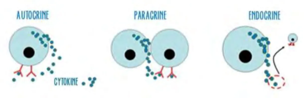 Figure 6 : Schéma hormones autocrine, paracrine et endocrine (40) 
