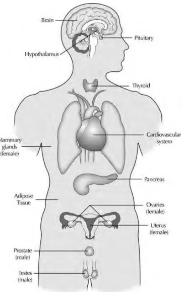 Figure 7 : Le système endocrinien (44) 