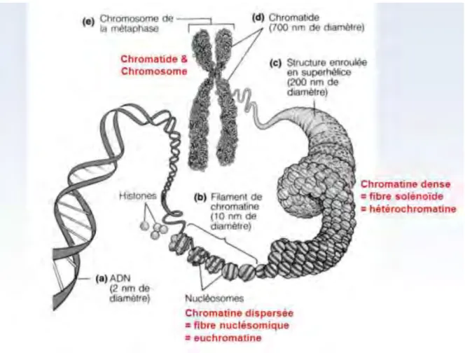 Figure 9 : Organisation de l’ADN (51) 