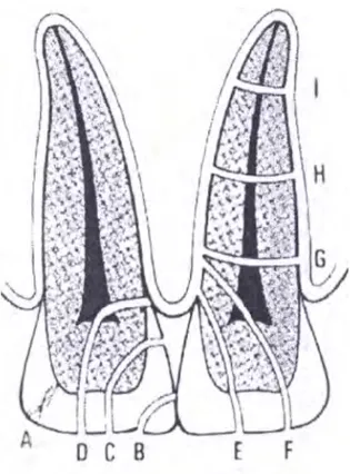 Figure 3 : Fractures et fêlures intéressants différentes parties de la dent : 