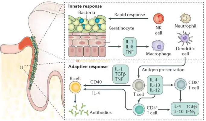 Figure  2.  Réponses  immunitaires  dans  la  parodontite  chronique.  Les  interactions  hôte-pathogène  qui  se 