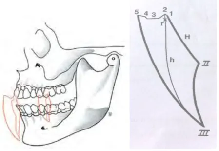 Figure 9 - Schéma de Posselt 