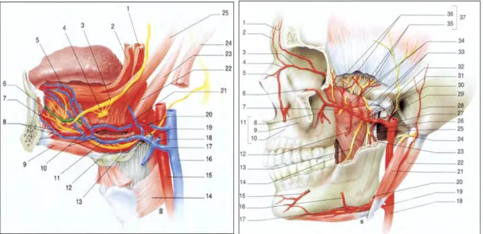 Figure 6 (31) Anatomie artério-veineuse de la cavité buccale. Notons sur le schéma endobuccal en  8 : artère/veine sublinguale et sur le schéma exobuccal en 17 : artère submentale et en 20 : artère 
