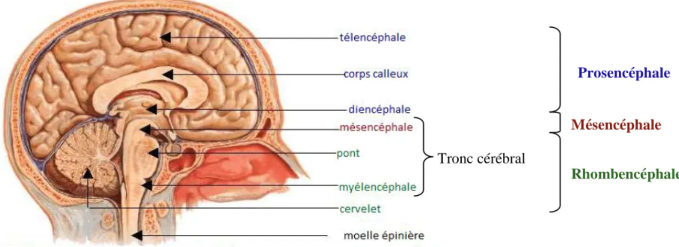 Figure 2 : formation de l'encéphale  22 . 