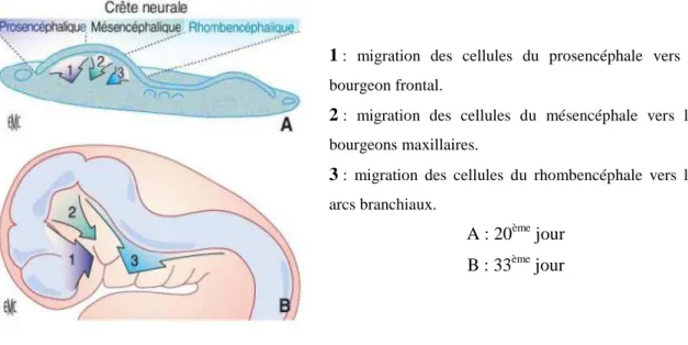 Figure 3 : migration des cellules depuis la crête neurale vers des territoires bien déterminés  44 