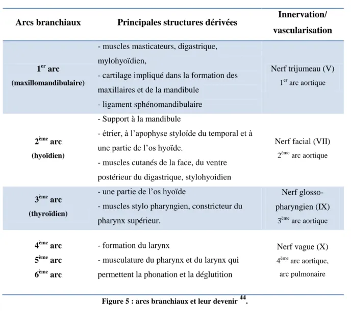 Figure 5 : arcs branchiaux et leur devenir  44 . 