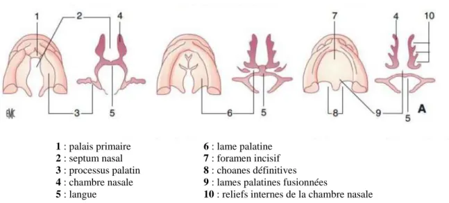 Figure 8 : étapes de la palatogénèse physiologique  45 .