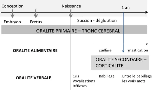 Figure 14 : les oralités chez l'enfant  97 . 