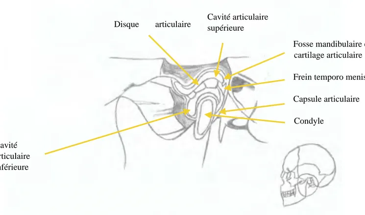 Fig 4. Vue en coupe de l’articulation temporo-mandibulaire gauche 