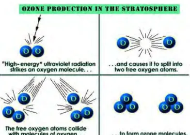 Figure 2 : Production  de  l’ozone  stratosphérique. [12] 