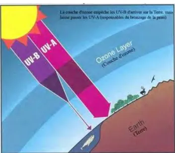 Figure 3 : Rôle de filtre de la couche d’ozone  vis-à-vis des rayons solaires. [9] 