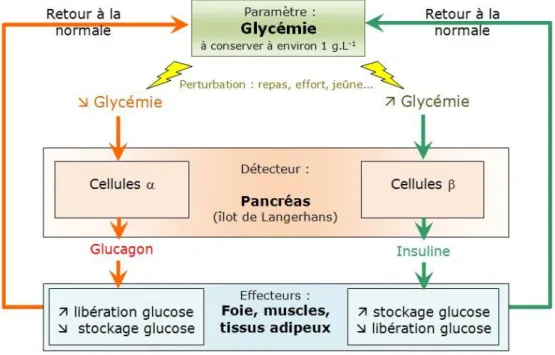 Figure 4: Maintien de la glycémie (18). 