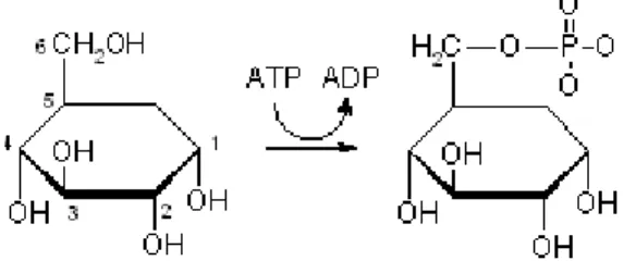 Figure 6: Action de la glucokinase. 