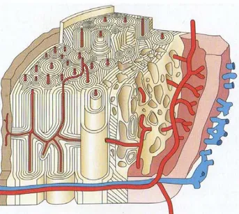 Figure 3 (à droite): Schéma représentant l'organisation architecturale de l'os cortical, sous  forme de lamelles concentriques autour de canaux centraux  