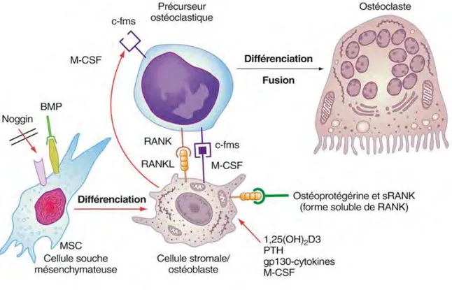 Figure 11. Différenciation et activation des ostéoclastes par couplage ostéoblaste / ostéoclaste  lors du remaniement physiologique [39] 