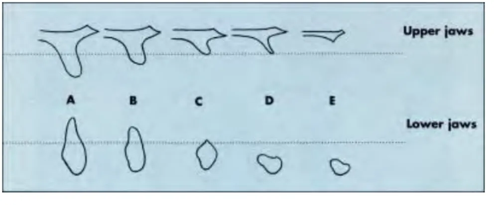 Tableau des différentes classifications : 