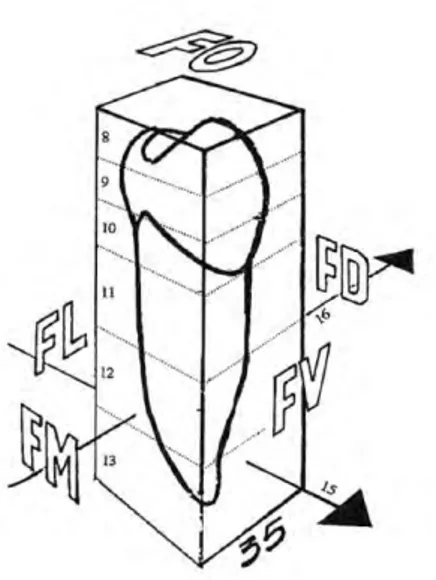 Figure 1 : Illustration des différentes faces d’une deuxième prémolaire mandibulaire gauche (35)