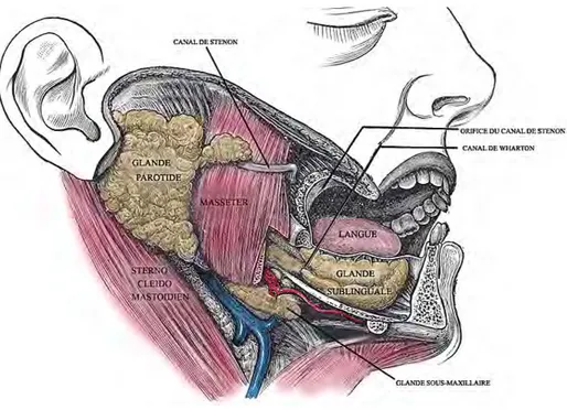 Figure 13 : Les glandes salivaires principales  31
