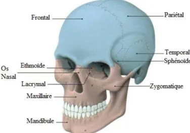 Figure 1 : Structure osseuse de l'extrémité céphalique (Kamina, 2006 : p. 3)