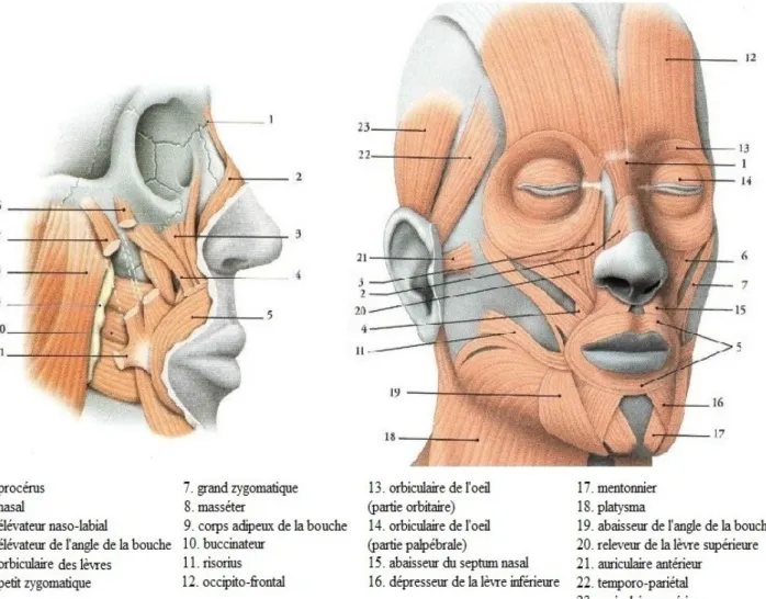 Figure 2 : Principaux muscles de la face (Kamina, 2006, pp. 183-188)