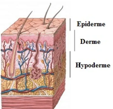 Figure 5 : Structure tripartite de la peau: schéma (adamimages.com, iconographie non précisée)