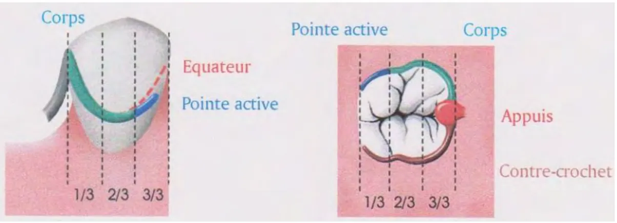 Figure 26: Anatomie du crochet (25) 