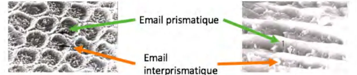 Figure 2 et 3 : Coupe transversale et longitudinale de l'émail 