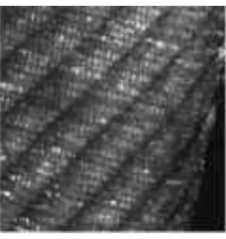 Figure 4 : Coupe d’émail au microscope confocal montrant les lignes de croissance régulière 