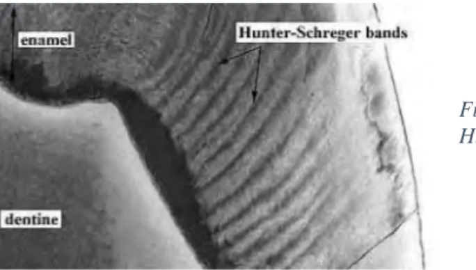 Figure 6 : Coupe montrant l’alternance des bandes de  Hunter Schreger. 