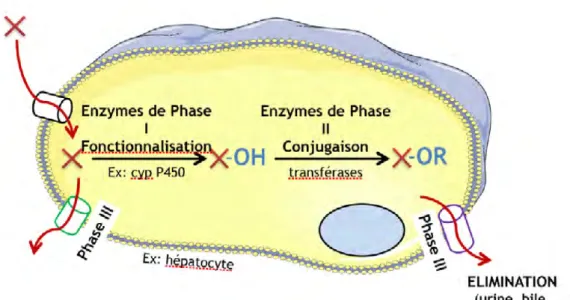 Fig. 4 : Vue d’ensemble de la biotransformation d’un xénobiotique X par   une cellule compétente 