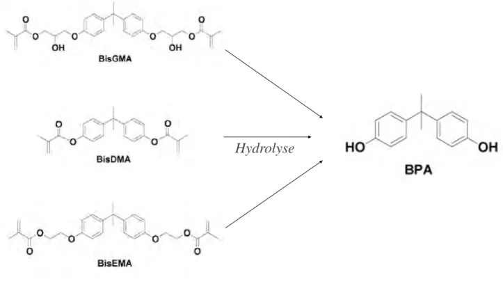 Fig. 13 : Formation du BPA par hydrolyse de ses principaux dérivés